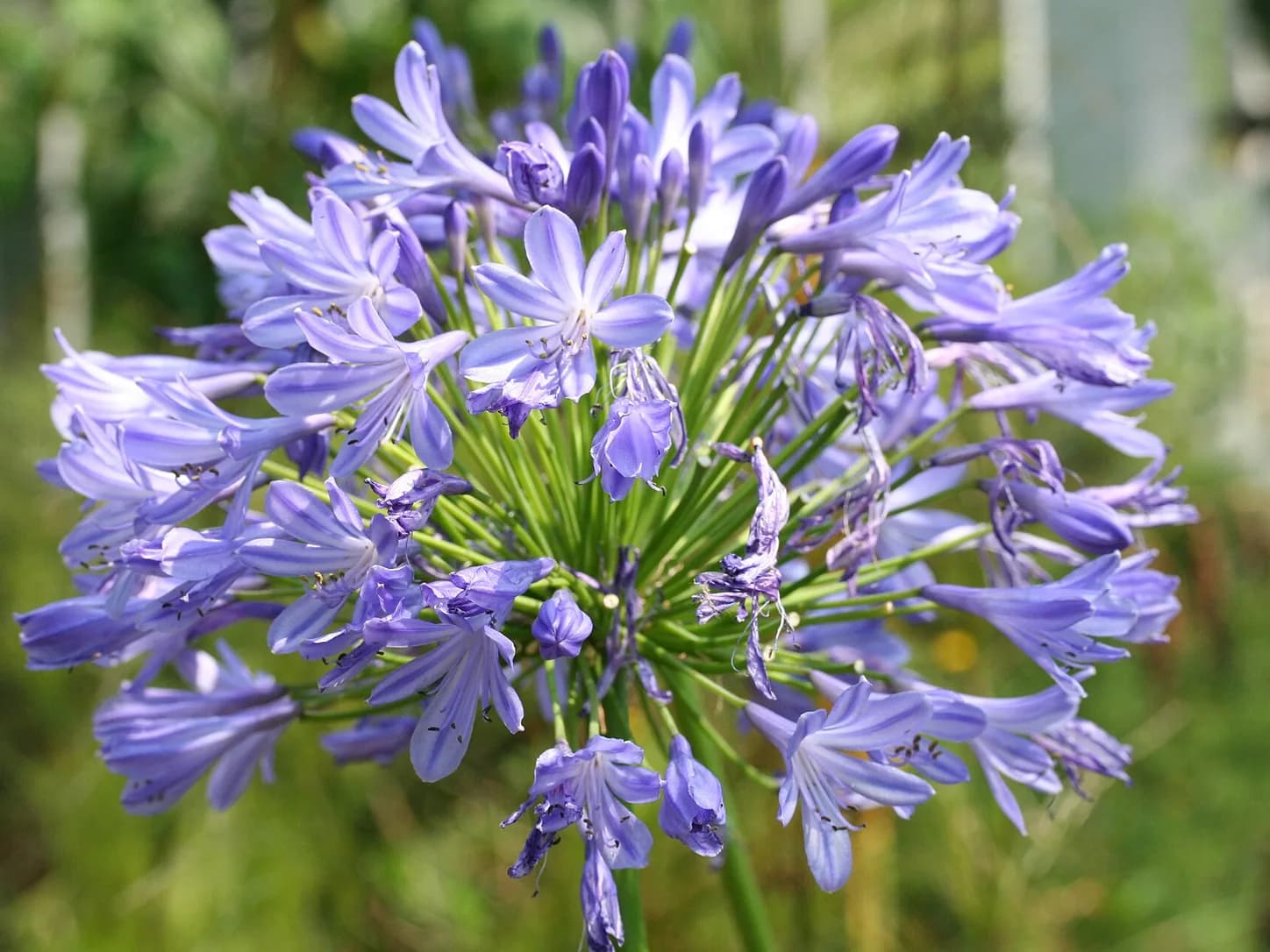 Umbela azul de agapanto con flores estrelladas
