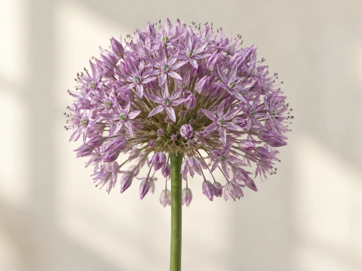 Cabeza globosa de alium ornamental lila sobre un tallo