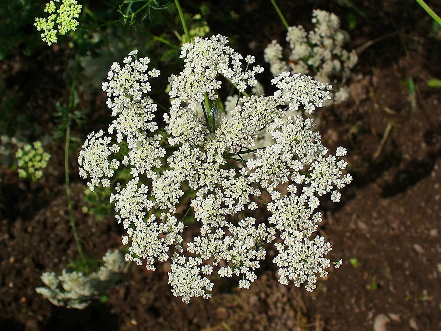 Umbela blanca y calada de Ammi majus