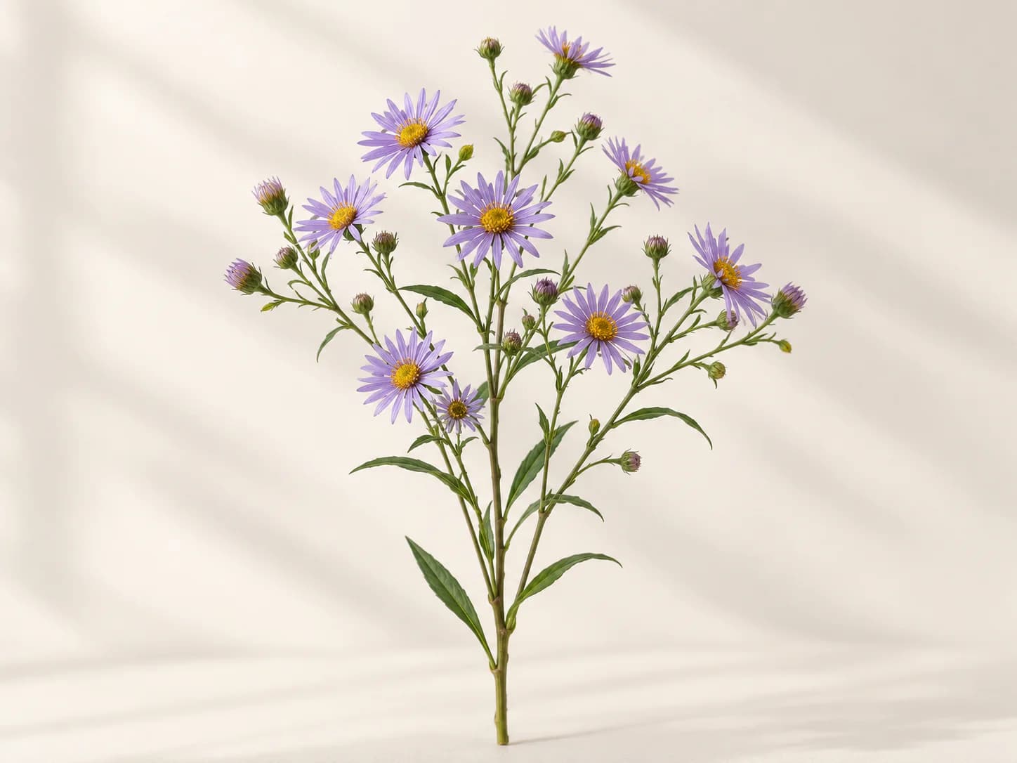Aster
