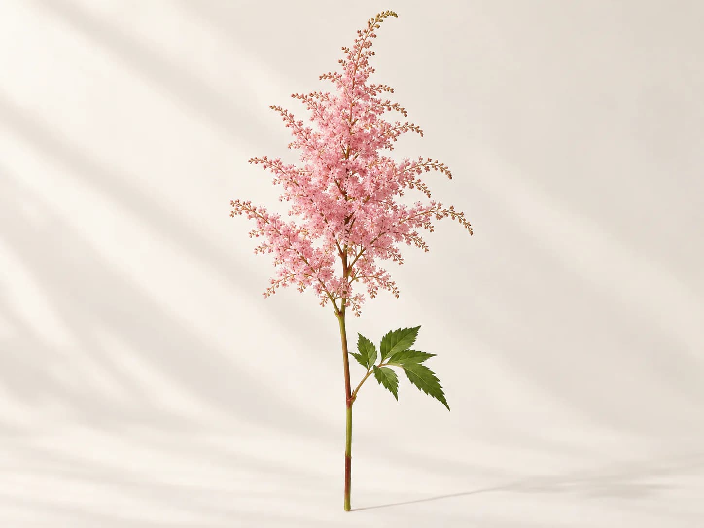 Penachos rosas de astilbe en flor