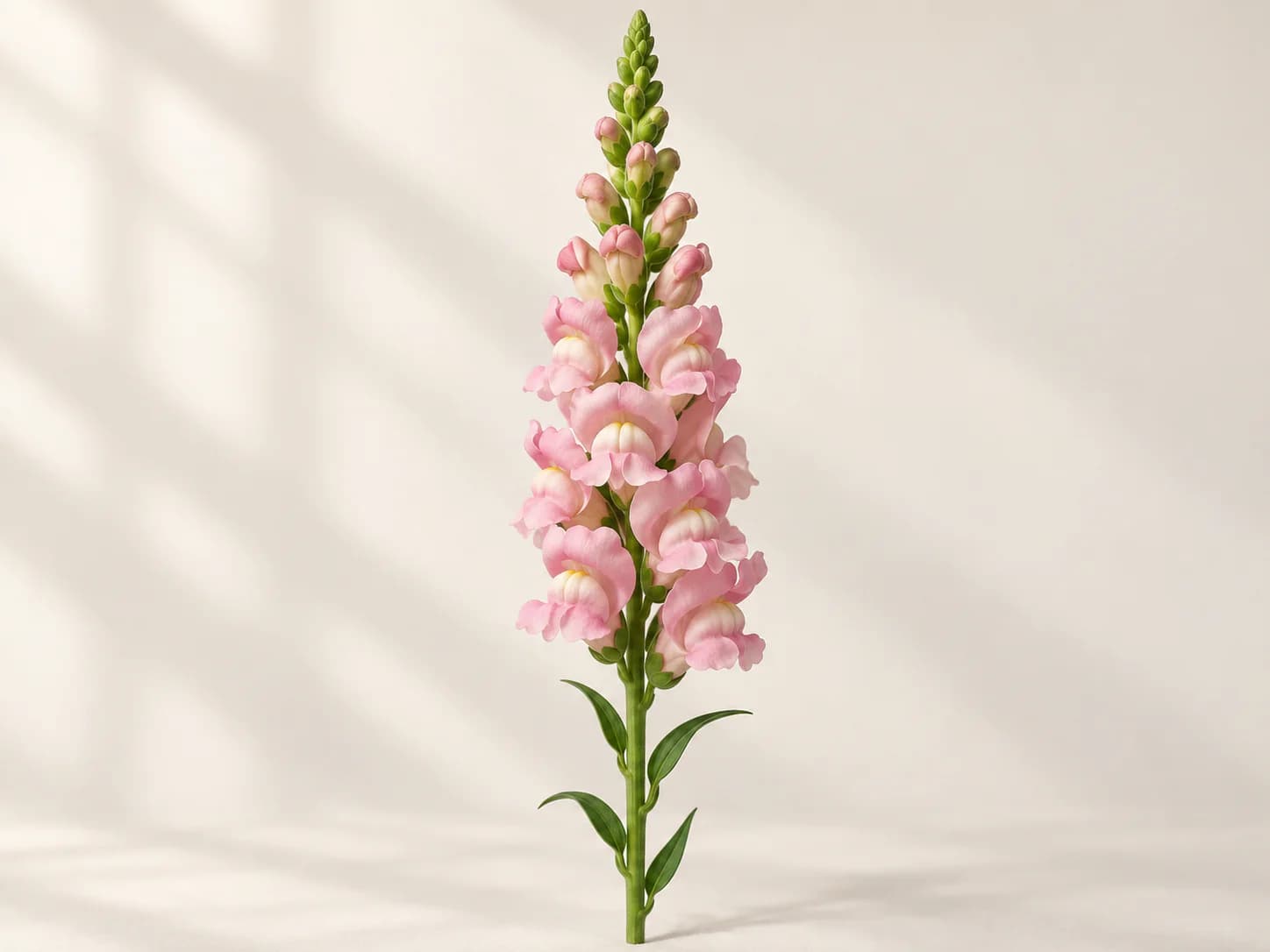 Espiga rosa de boca de dragón con flores y capullos