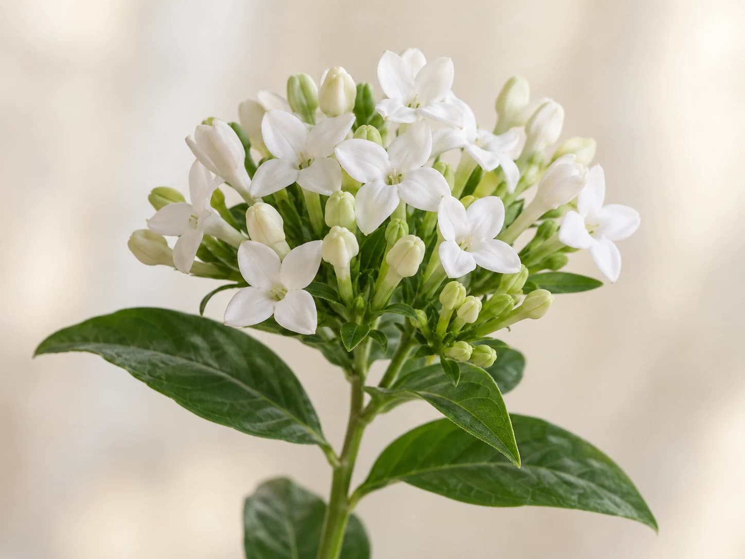 Bouvardia blanca de flor simple con botones y flores agrupadas
