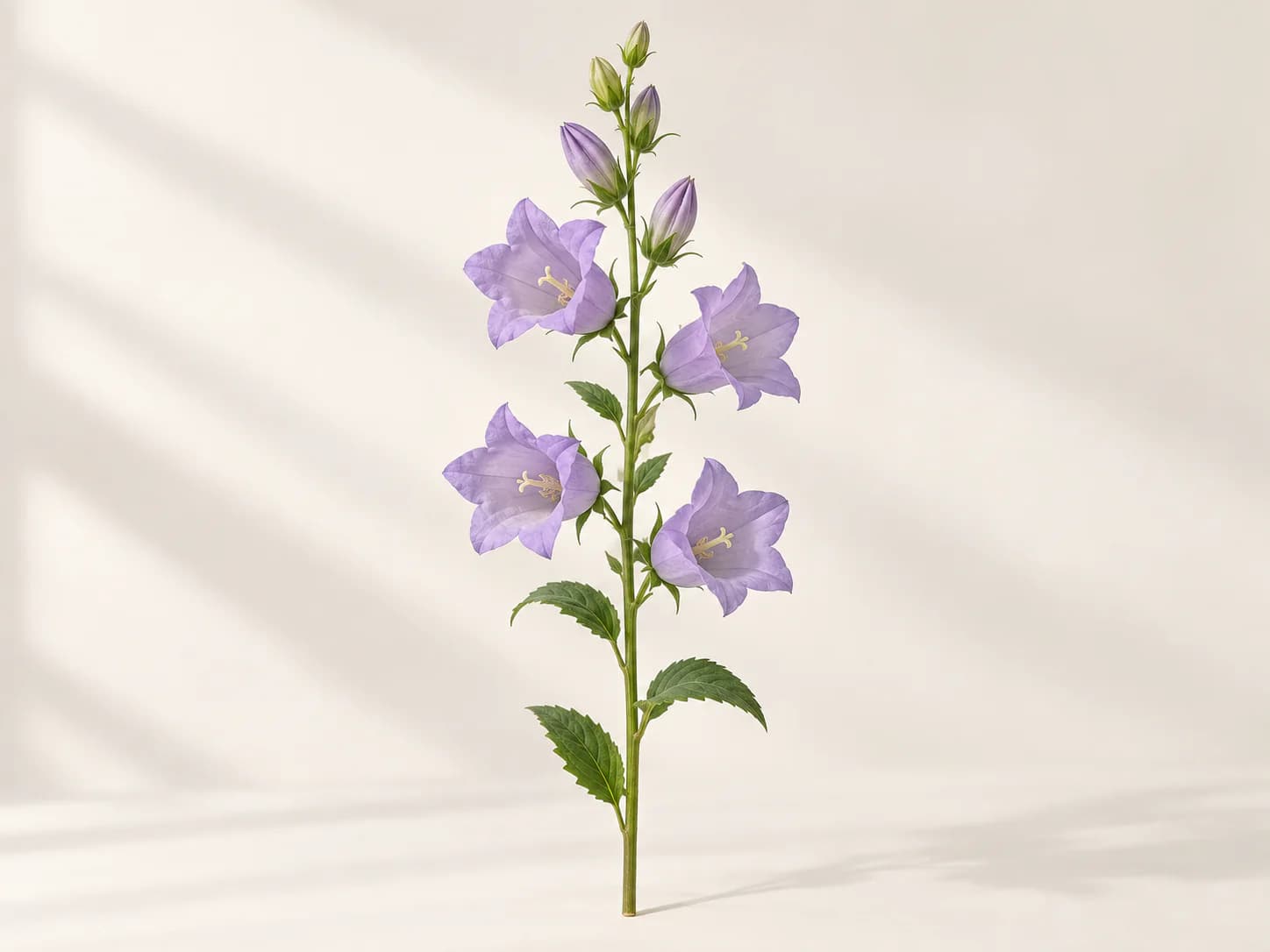 Flores moradas en forma de campana de Campanula medium