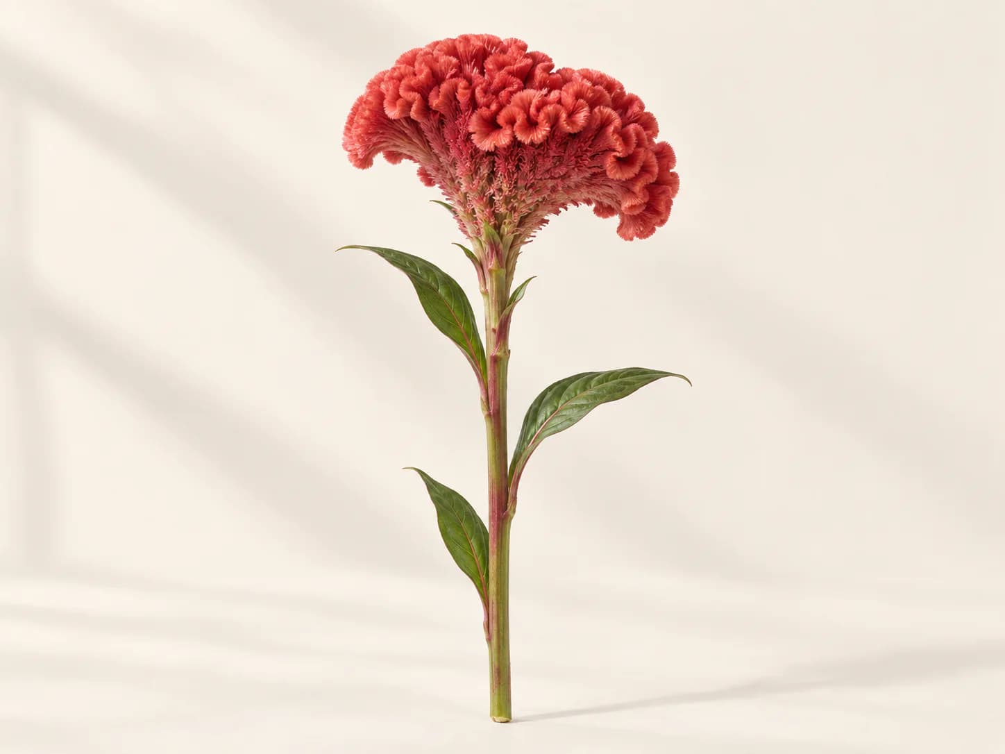 Inflorescencia rosa de celosía en primer plano