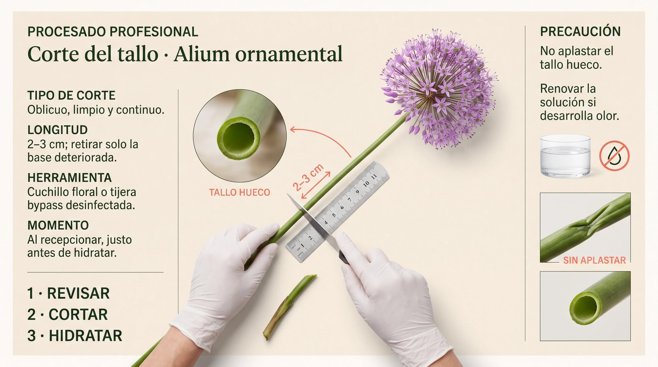 Guía visual horizontal para cortar el tallo de alium ornamental globoso