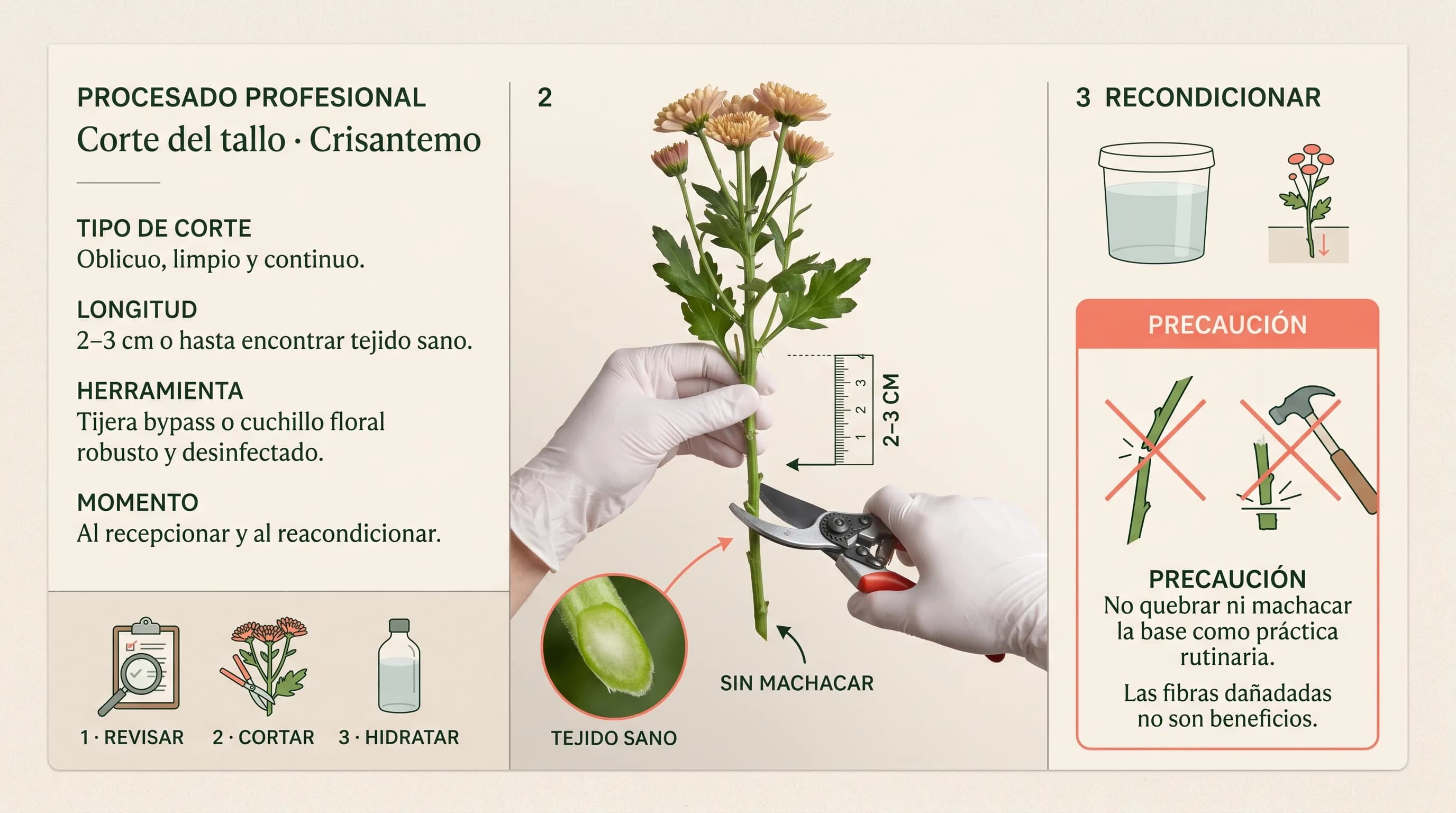 Guía visual horizontal para cortar y reacondicionar el tallo de un crisantemo