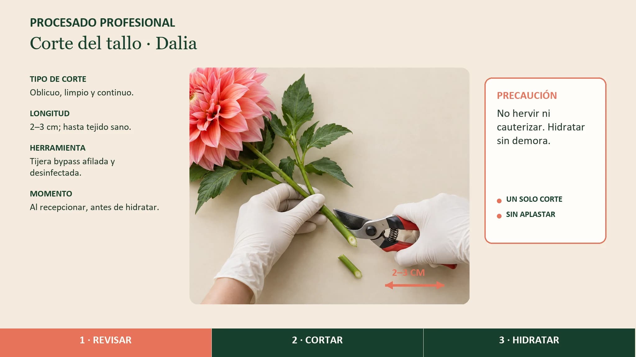 Guía visual horizontal para realizar el corte limpio del tallo de una dalia