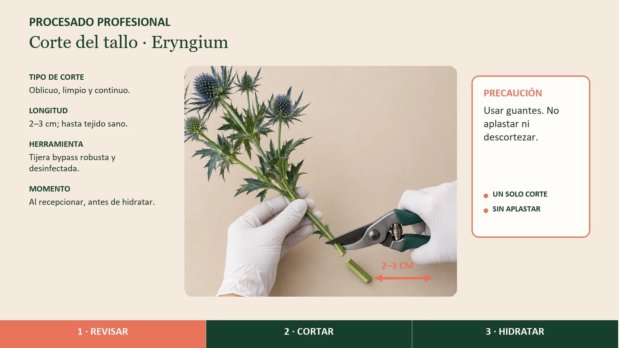 Guía visual horizontal para cortar con guantes el tallo firme de eryngium