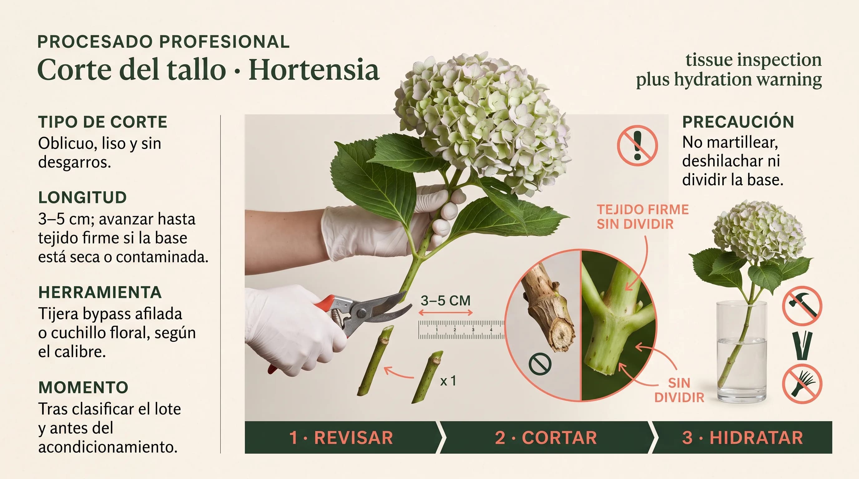 Guía visual horizontal para revisar y cortar el tallo de una hortensia