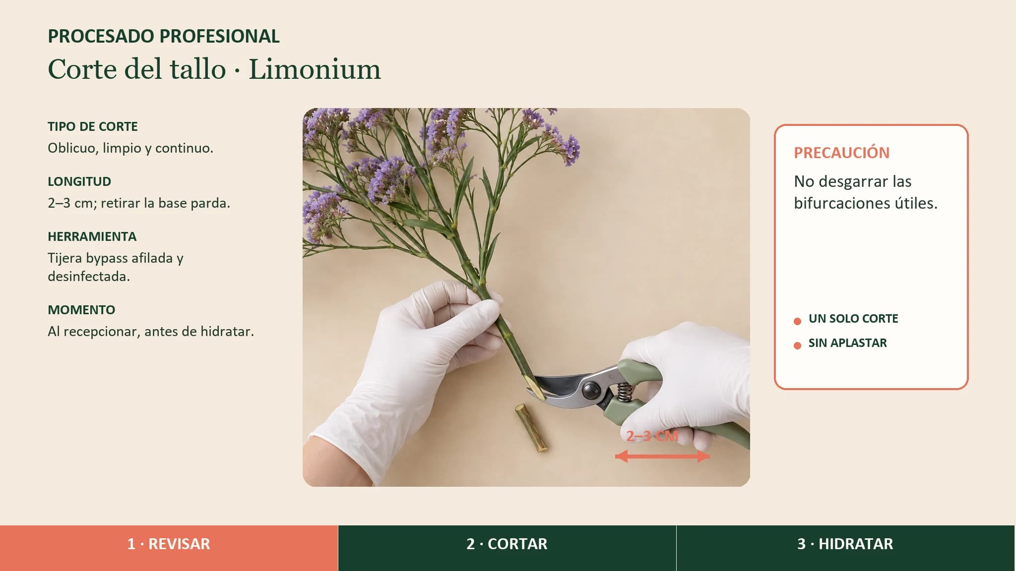 Guía visual horizontal para cortar el tallo de limonium sin desgarrar sus bifurcaciones