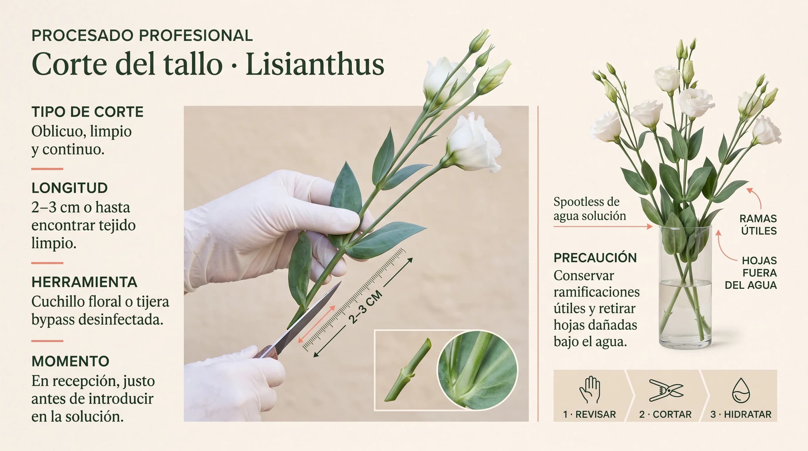 Guía visual horizontal para cortar el tallo y conservar las ramas útiles de un lisianthus