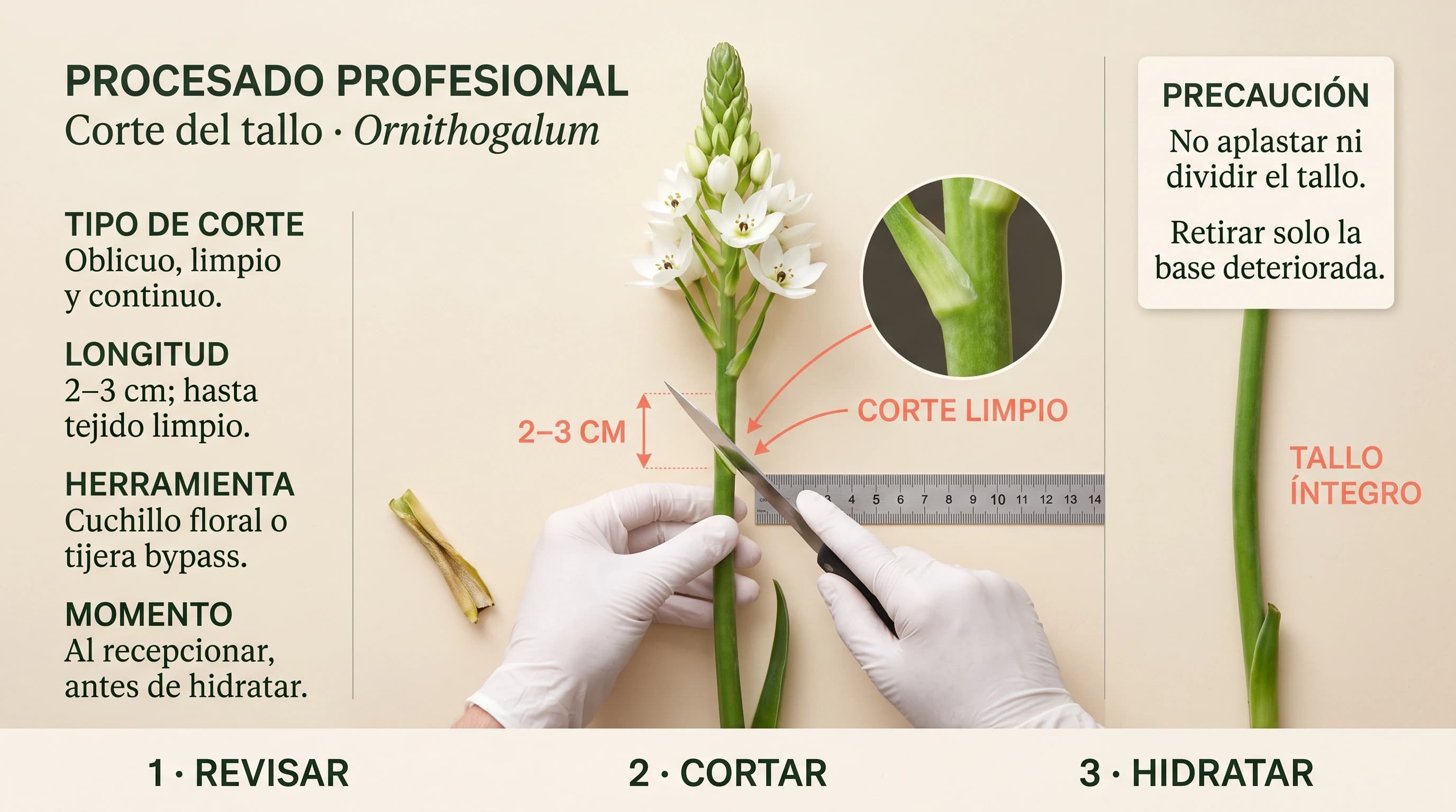 Guía visual horizontal para cortar el tallo de ornithogalum