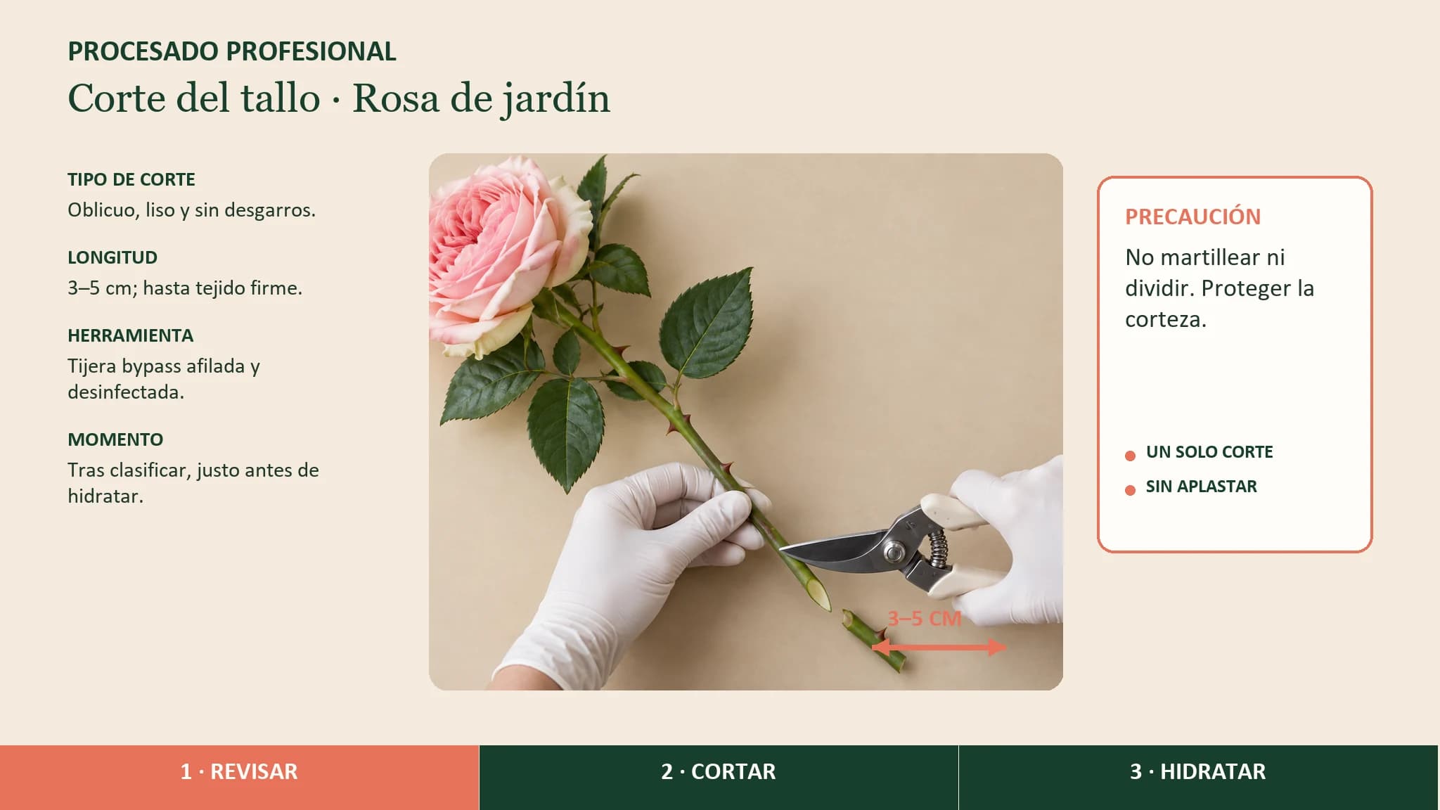 Guía visual horizontal para realizar el corte oblicuo del tallo de una rosa de jardín