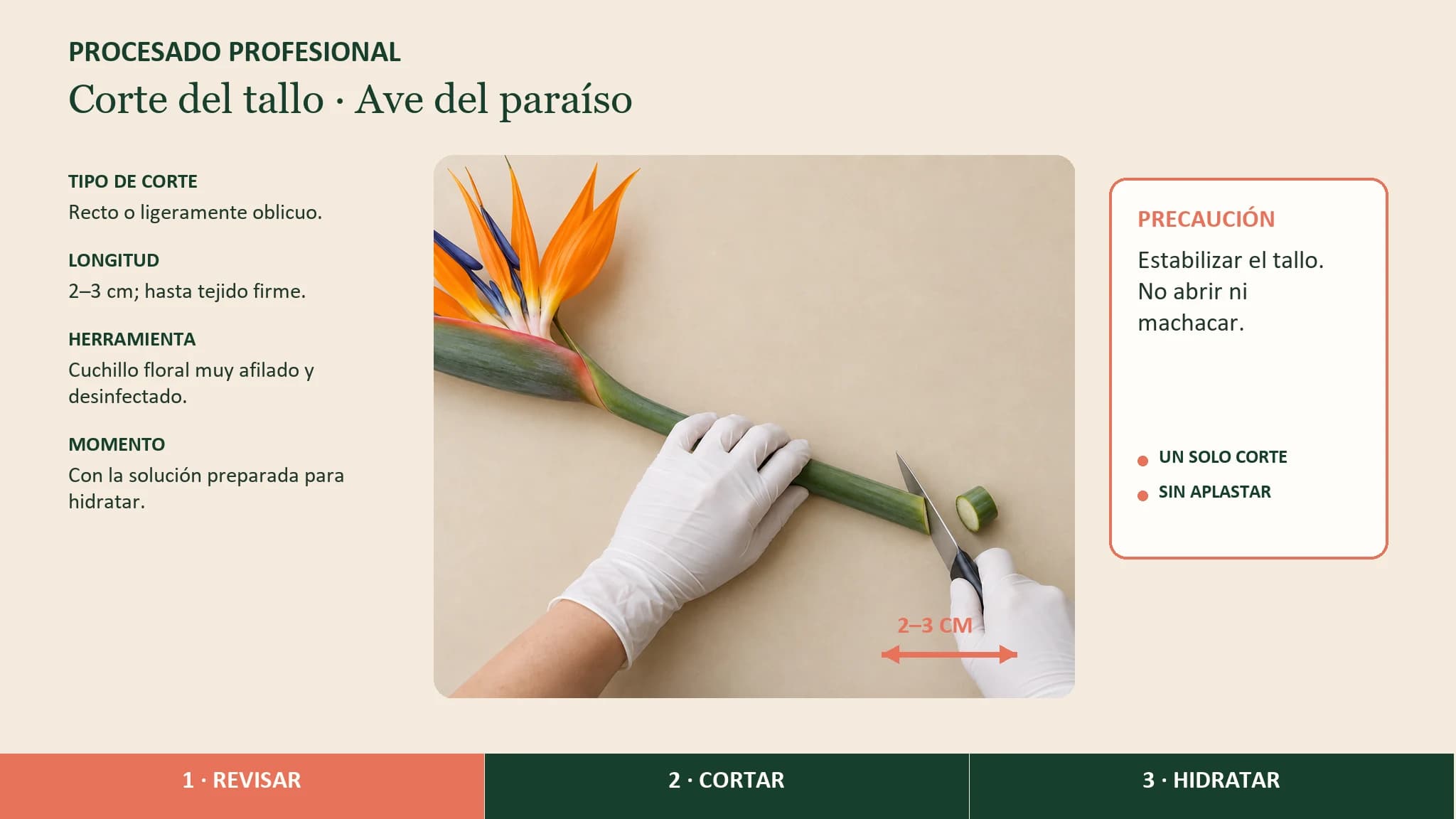 Guía visual horizontal para estabilizar y cortar el tallo carnoso del ave del paraíso