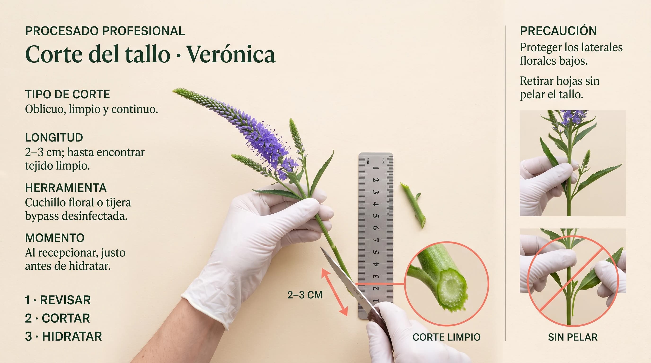 Guía visual horizontal para cortar el tallo de verónica de corte