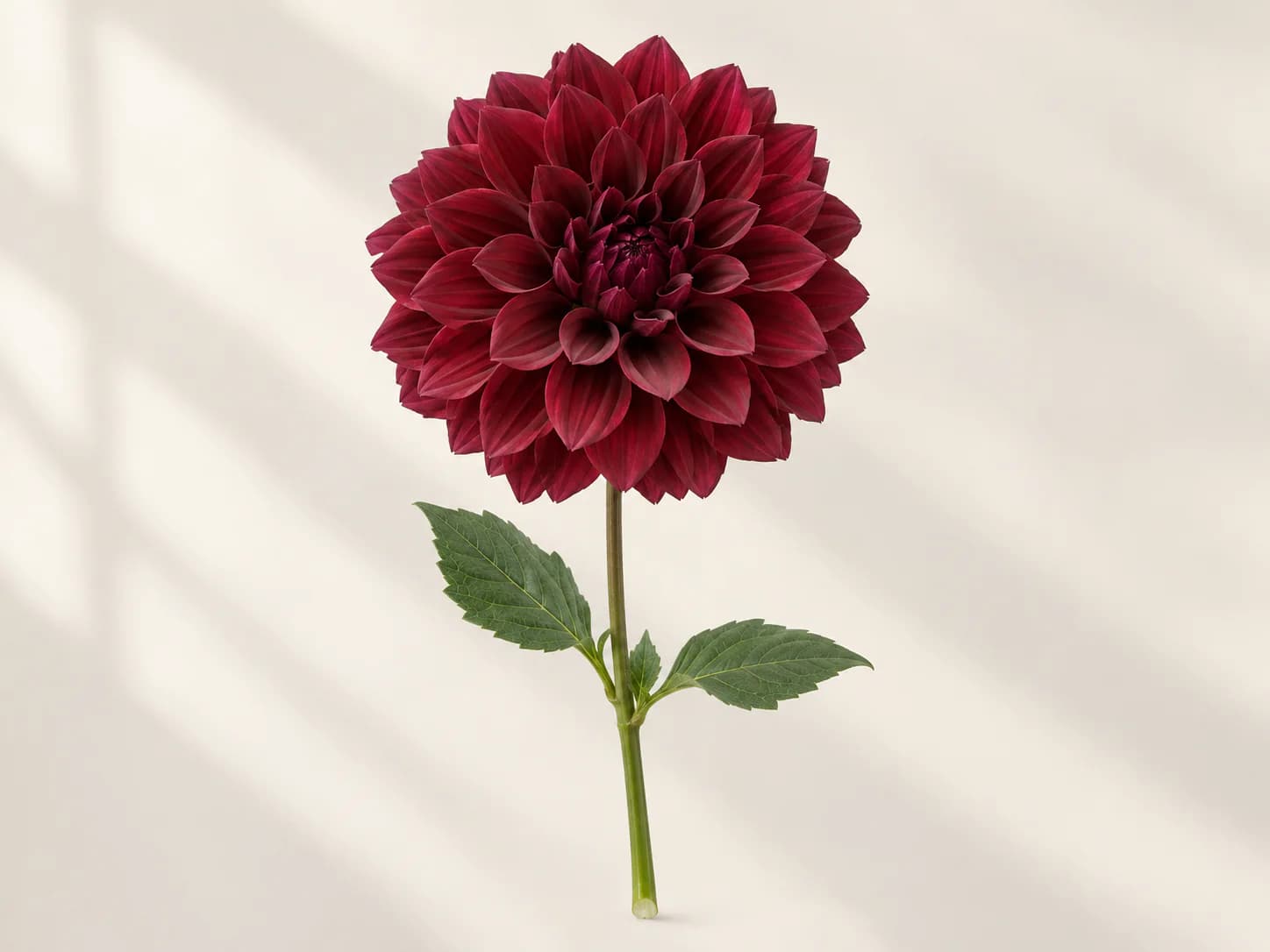 Dalia