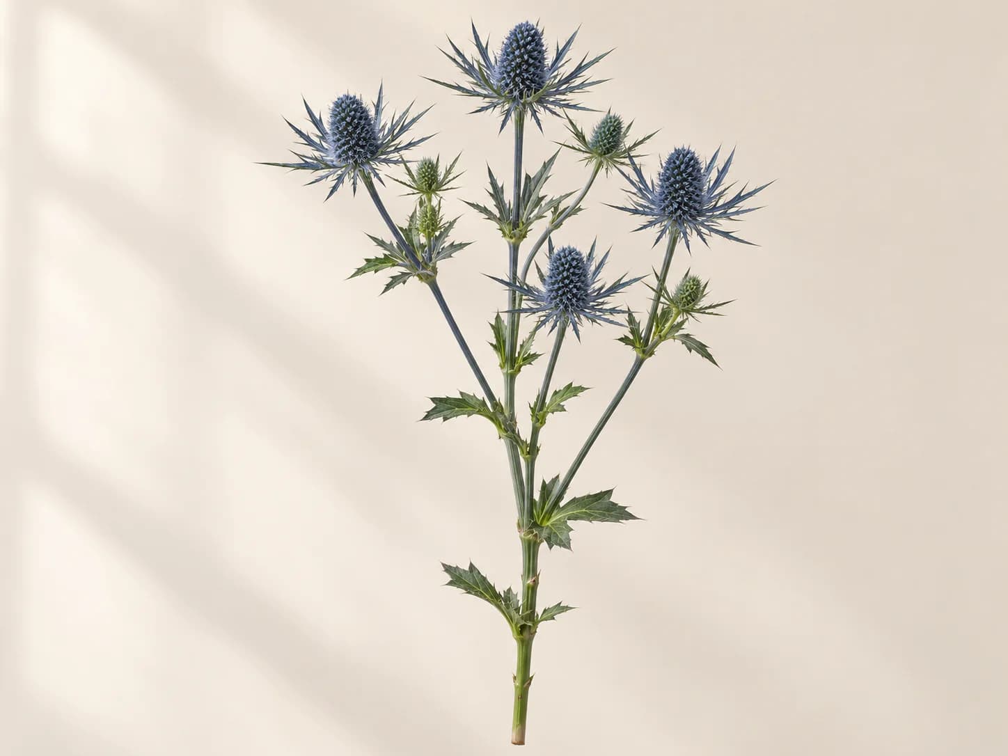Cabezuela azul de eryngium en primer plano