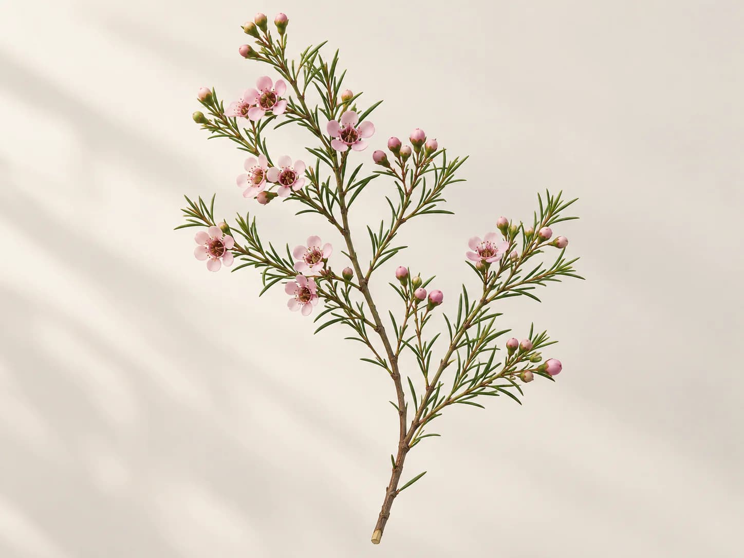 Ramas de flor de cera cubiertas de flores rosas