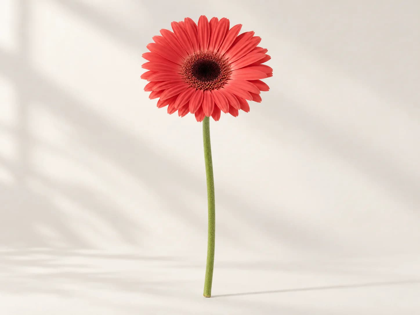 Gerbera roja abierta sobre fondo verde desenfocado