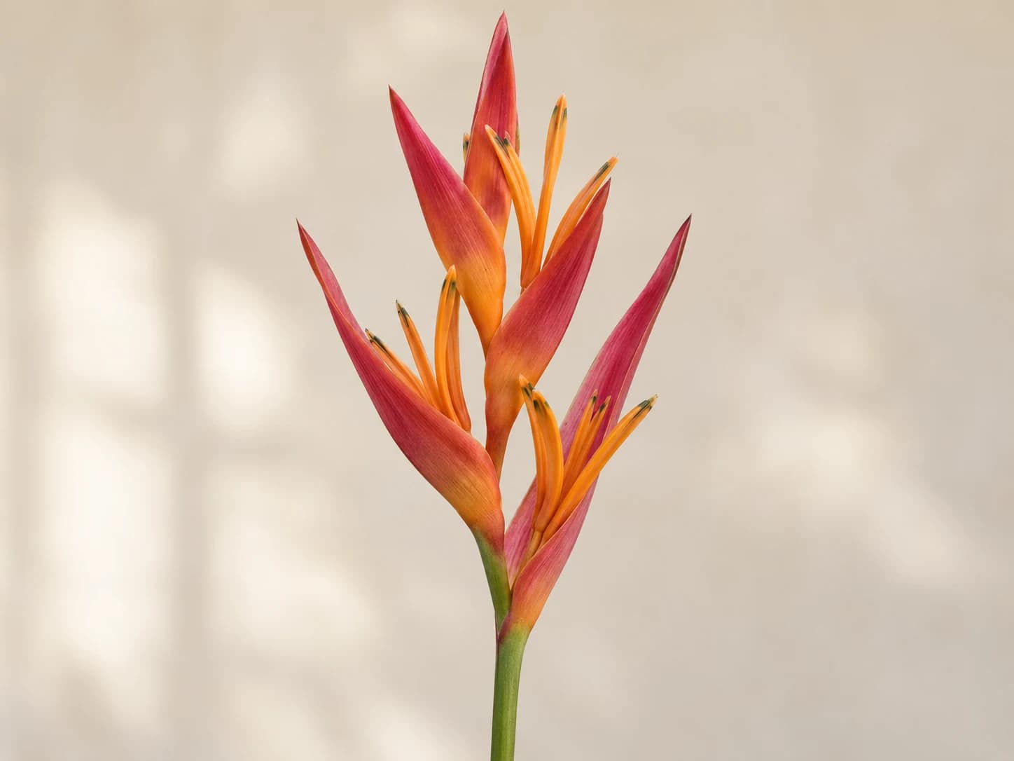 Heliconia erecta con brácteas rojizas y flores tubulares