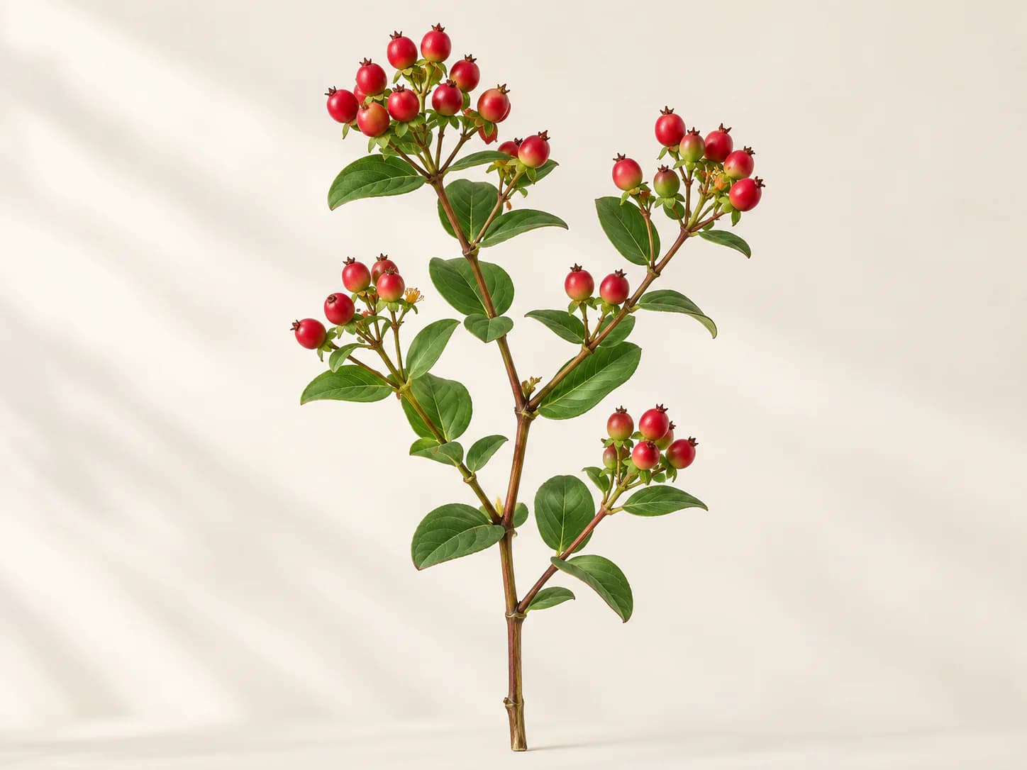 Racimos de bayas rojas de hipérico ornamental