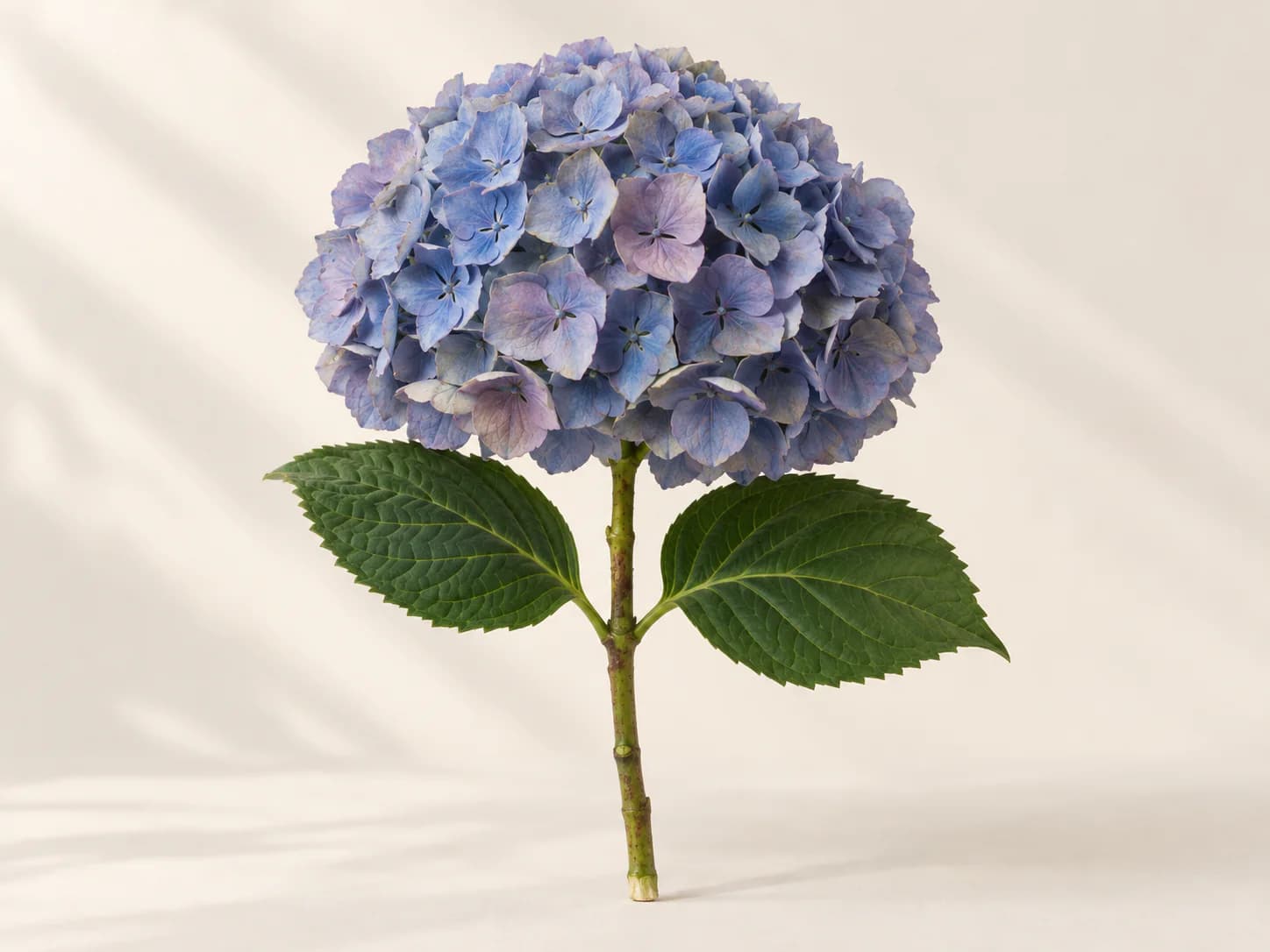 Hortensia