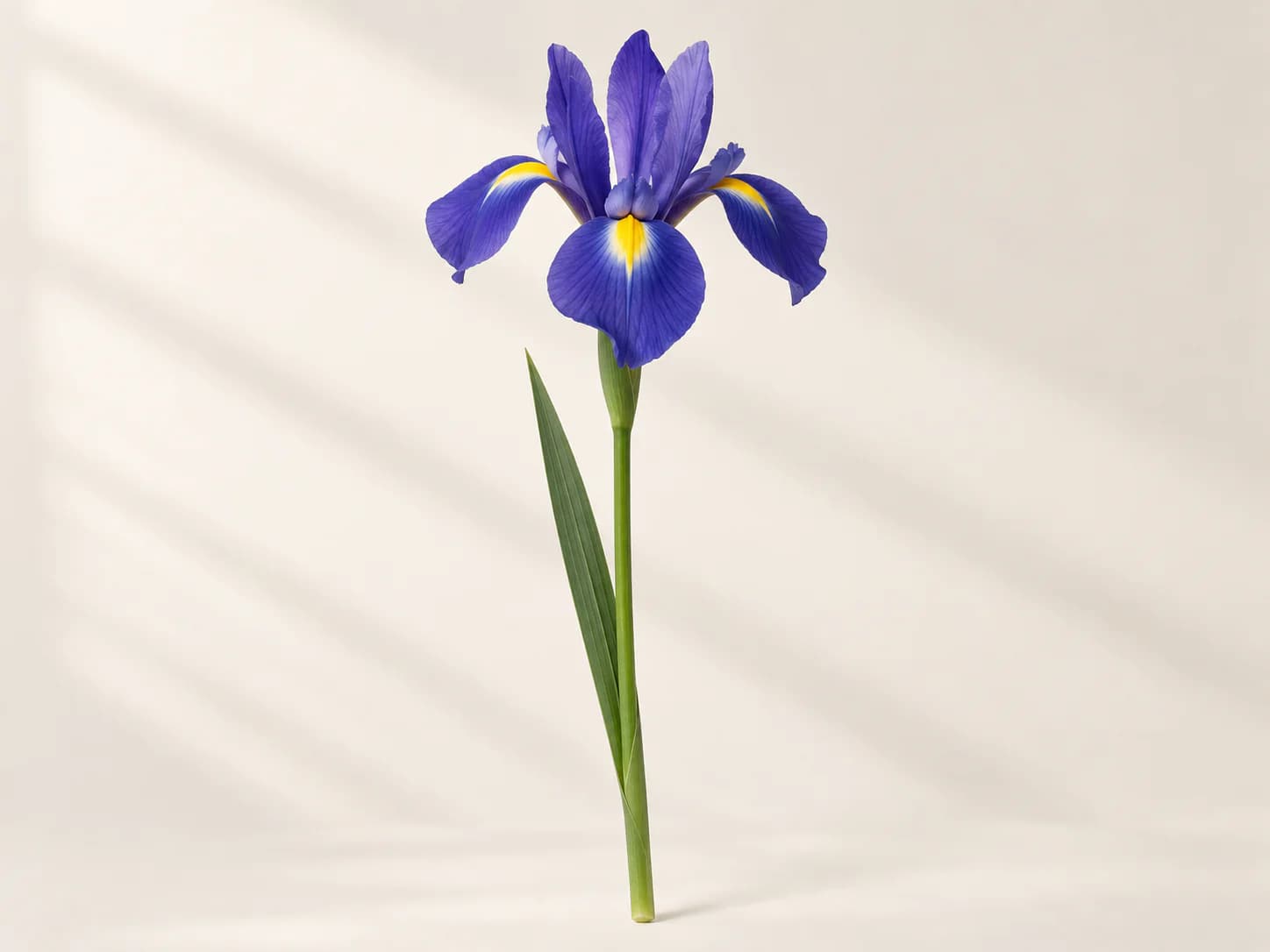 Iris holandés azul y morado abierto