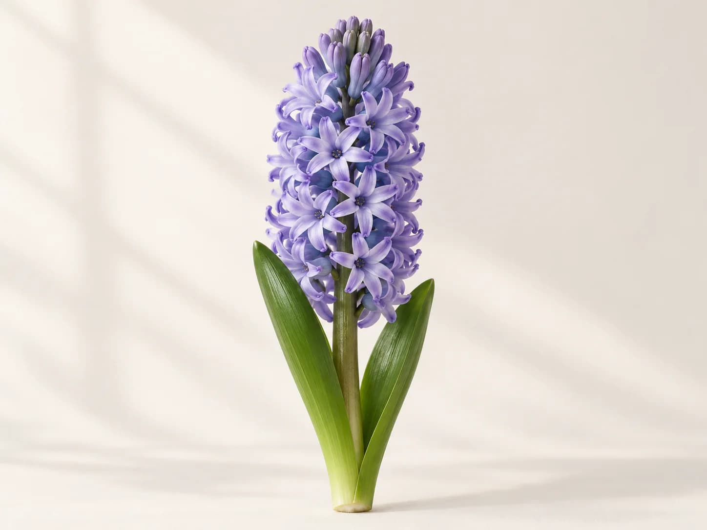 Espiga blanca de jacinto con flores abiertas