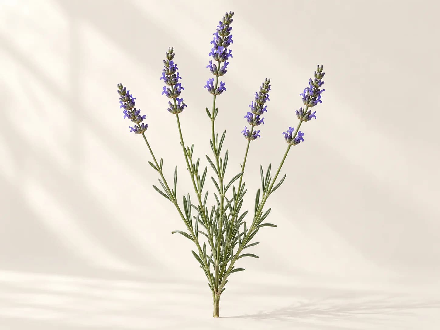 Espigas moradas de Lavandula angustifolia