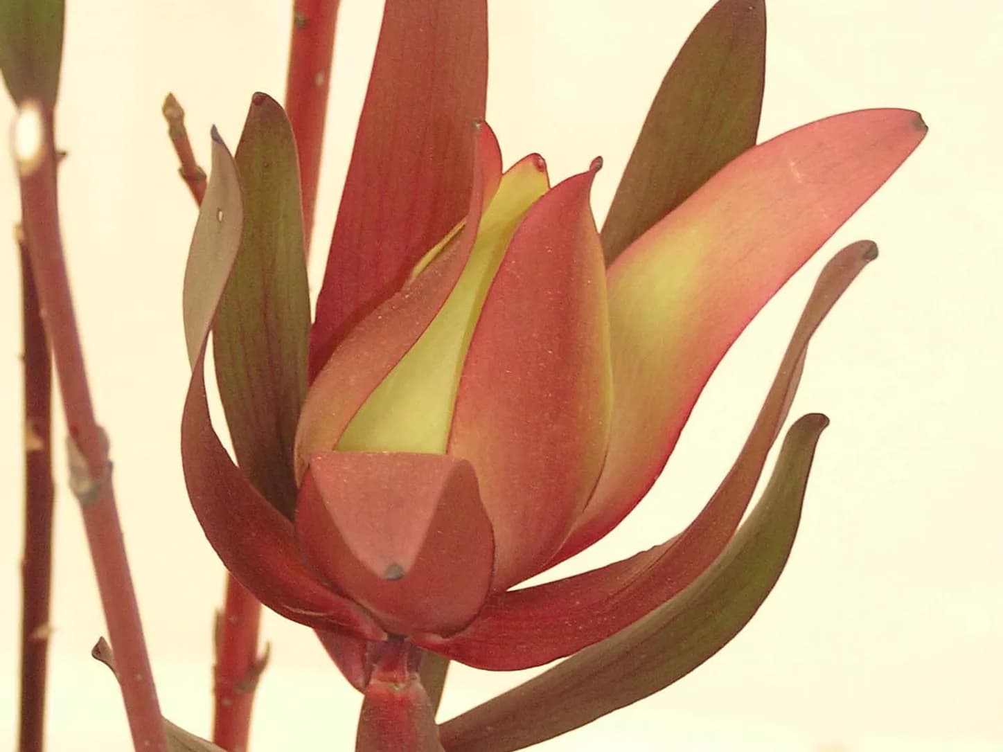 Brácteas rojizas de Leucadendron Safari Sunset