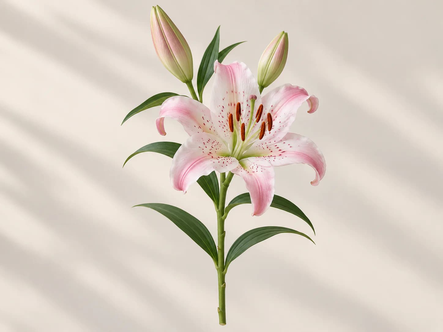 Lilium oriental blanco con bordes rosados en primer plano