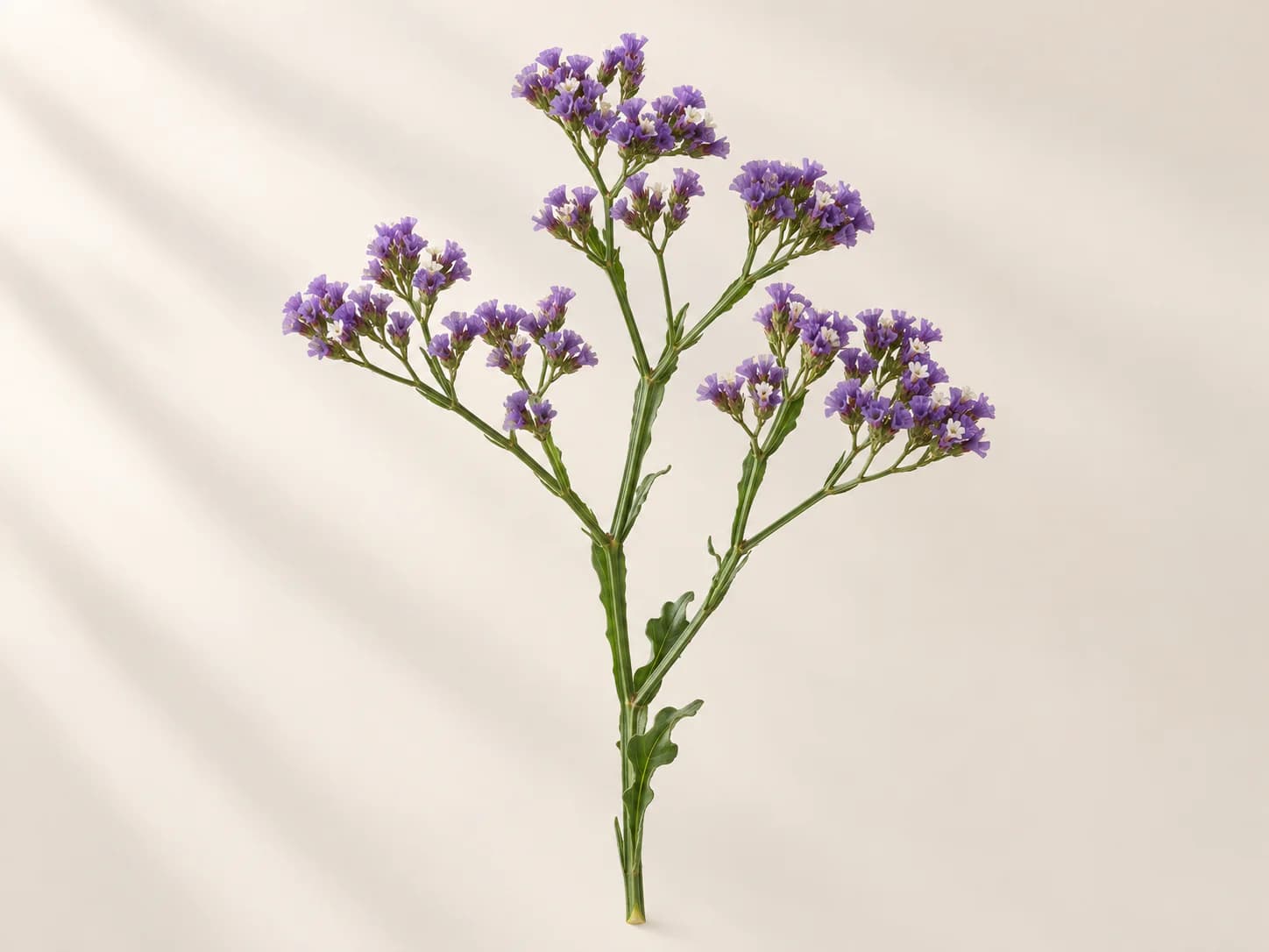Ramas de limonium con pequeñas flores moradas
