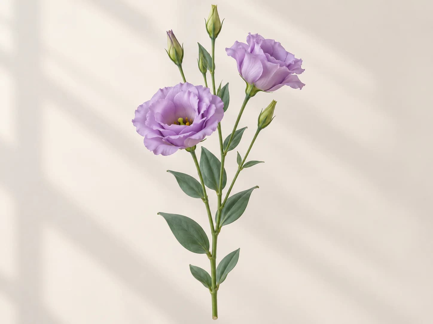 Lisianthus morados con varios capullos sobre fondo negro