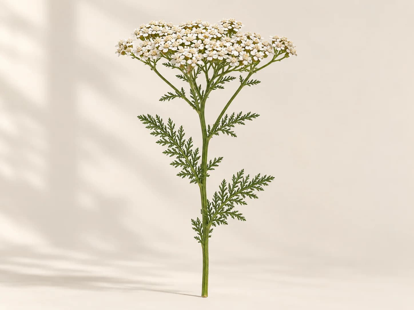 Corimbos blancos de milenrama en flor