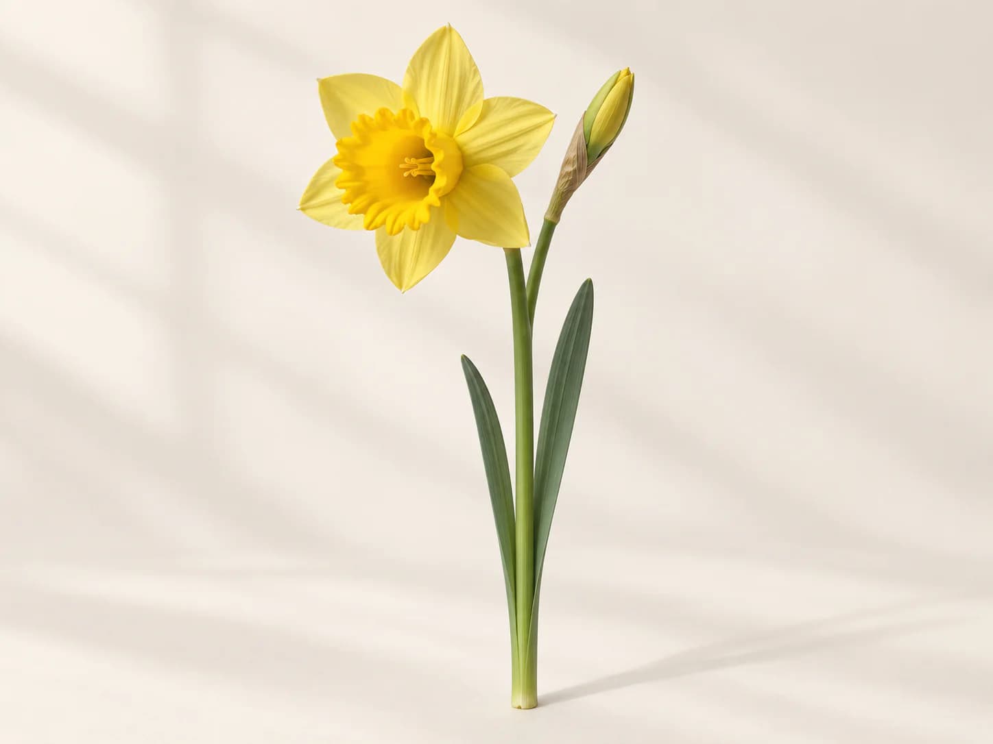 Narciso amarillo abierto en primer plano