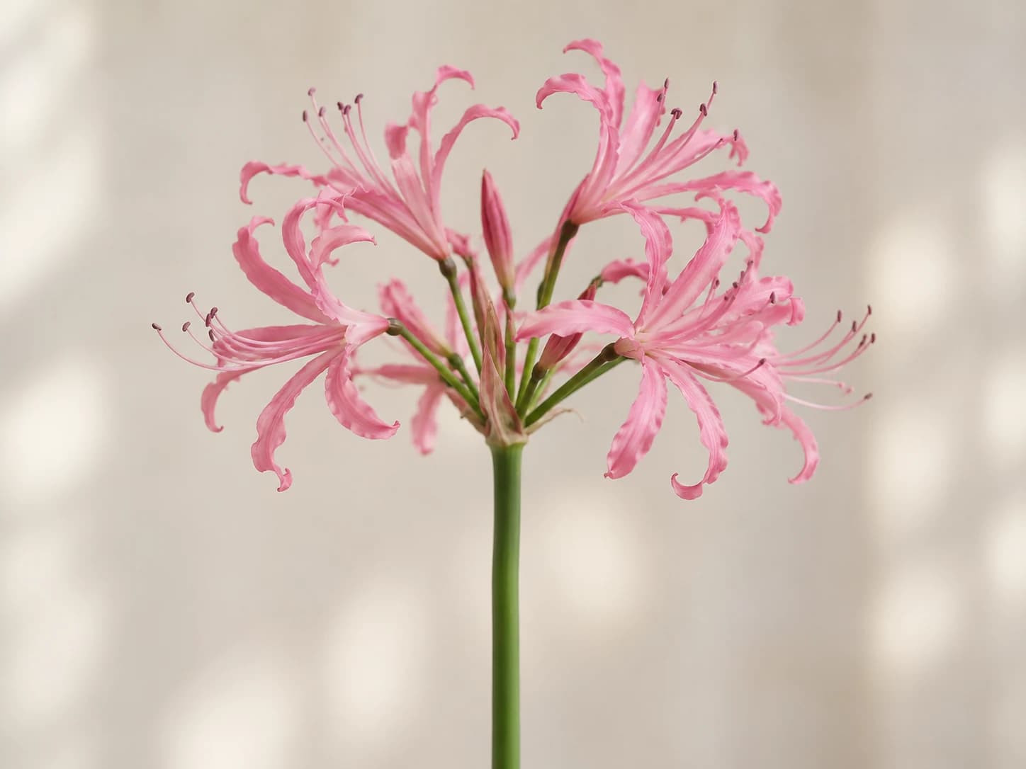 Nerine rosa con flores de tépalos ondulados en una umbela