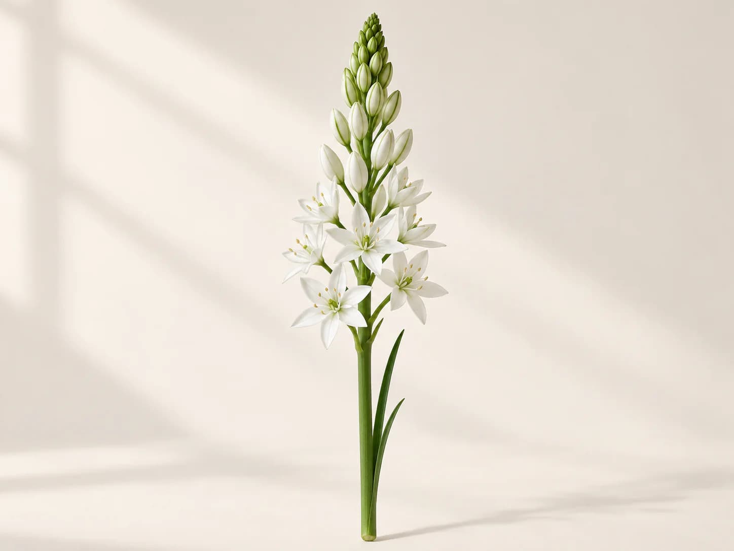 Flores blancas estrelladas de Ornithogalum thyrsoides