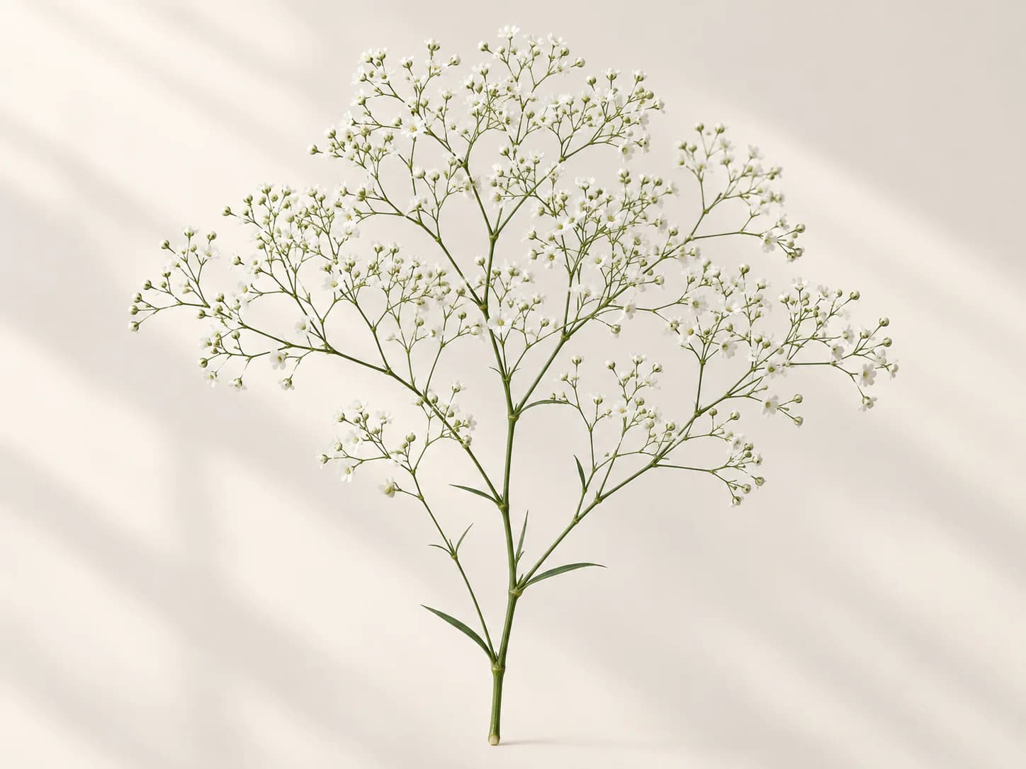 Inflorescencias blancas y ramificadas de paniculata