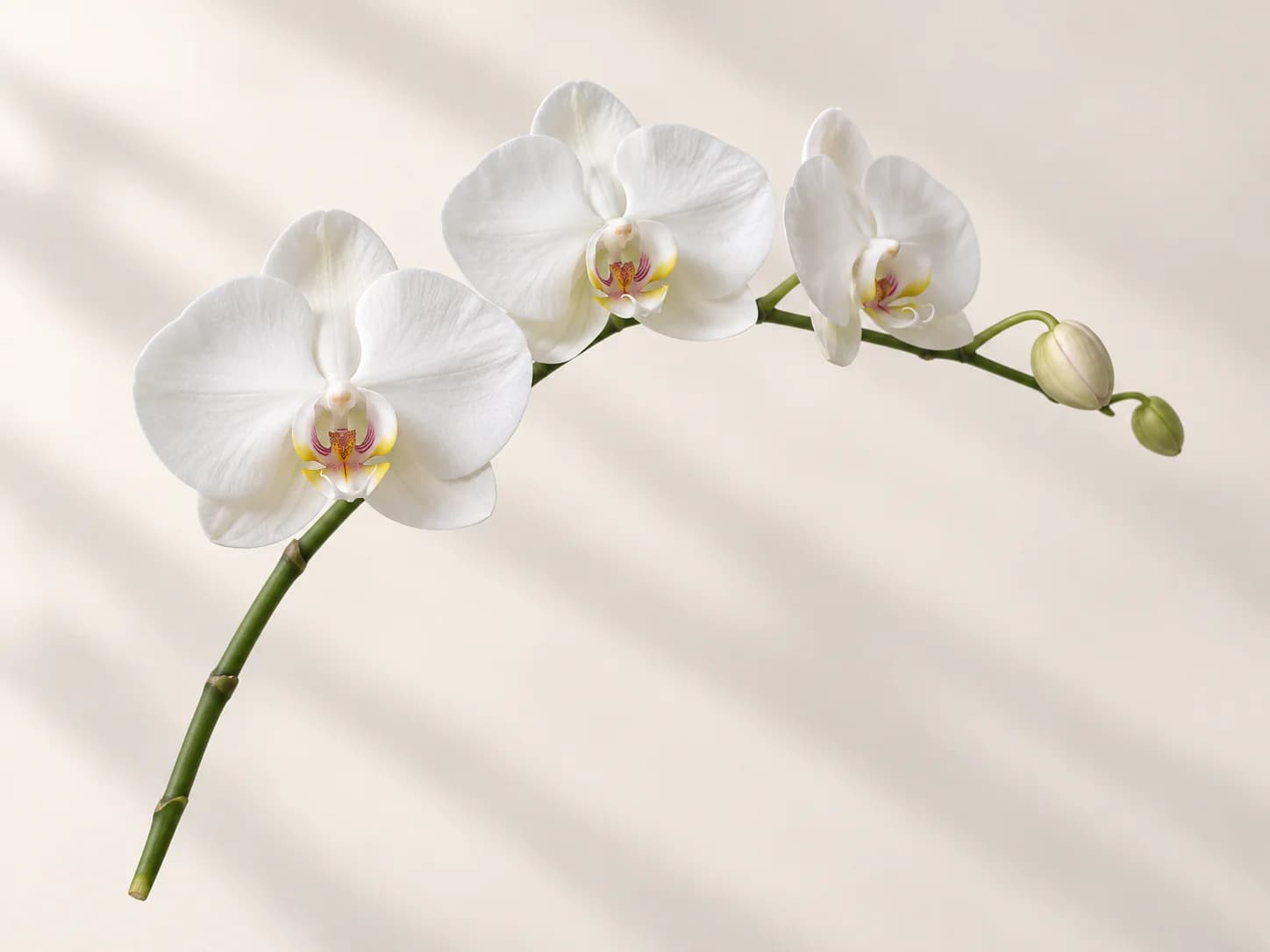Flor rosa de orquídea phalaenopsis sobre fondo claro