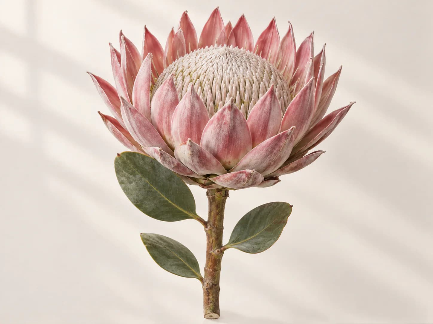 Protea reina rosa completamente abierta