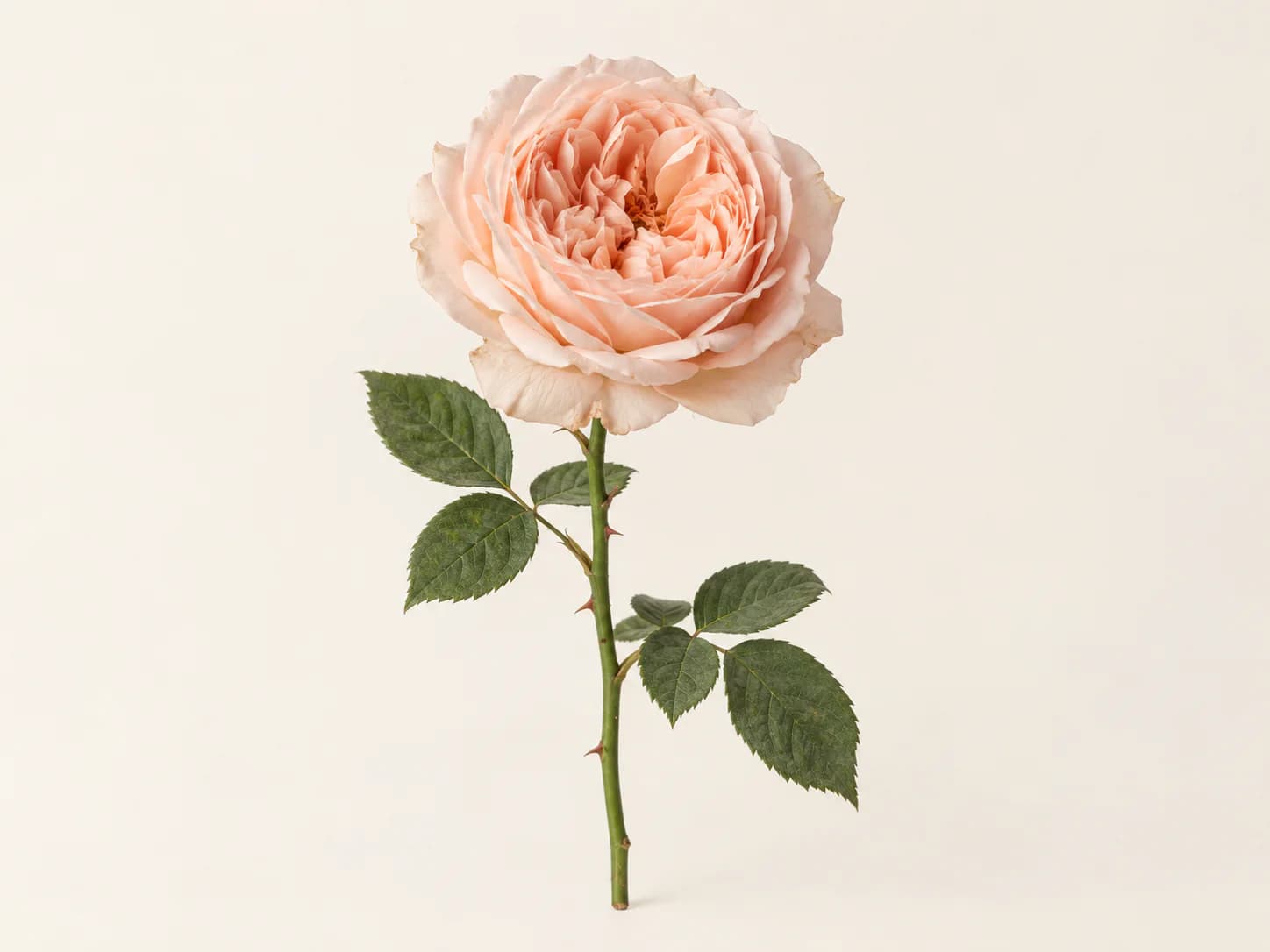 Rosa de jardín