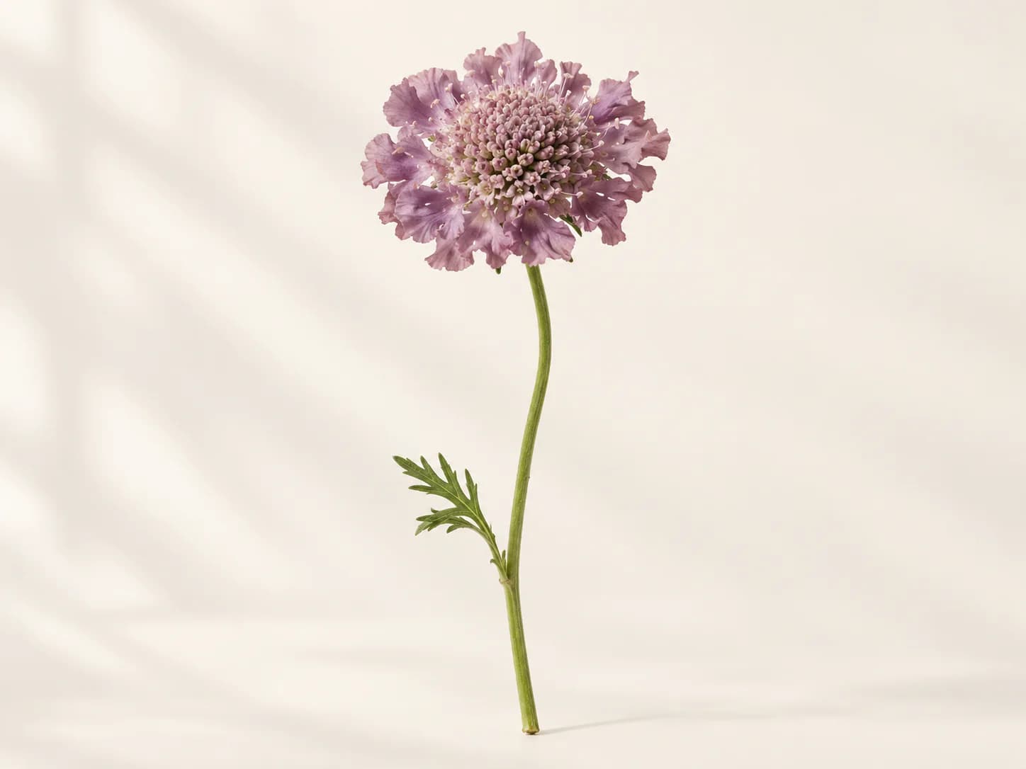 Scabiosa morada abierta en primer plano