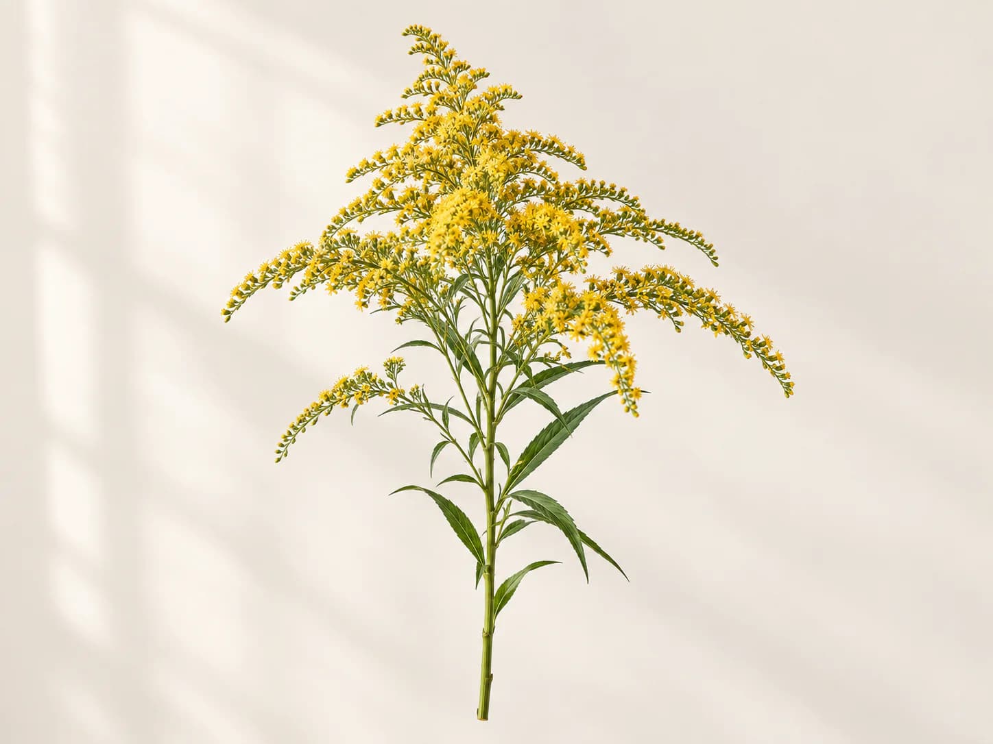 Tallos ramificados de solidago con flores amarillas