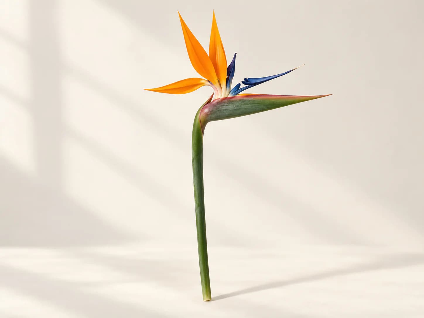Flor naranja y azul de ave del paraíso