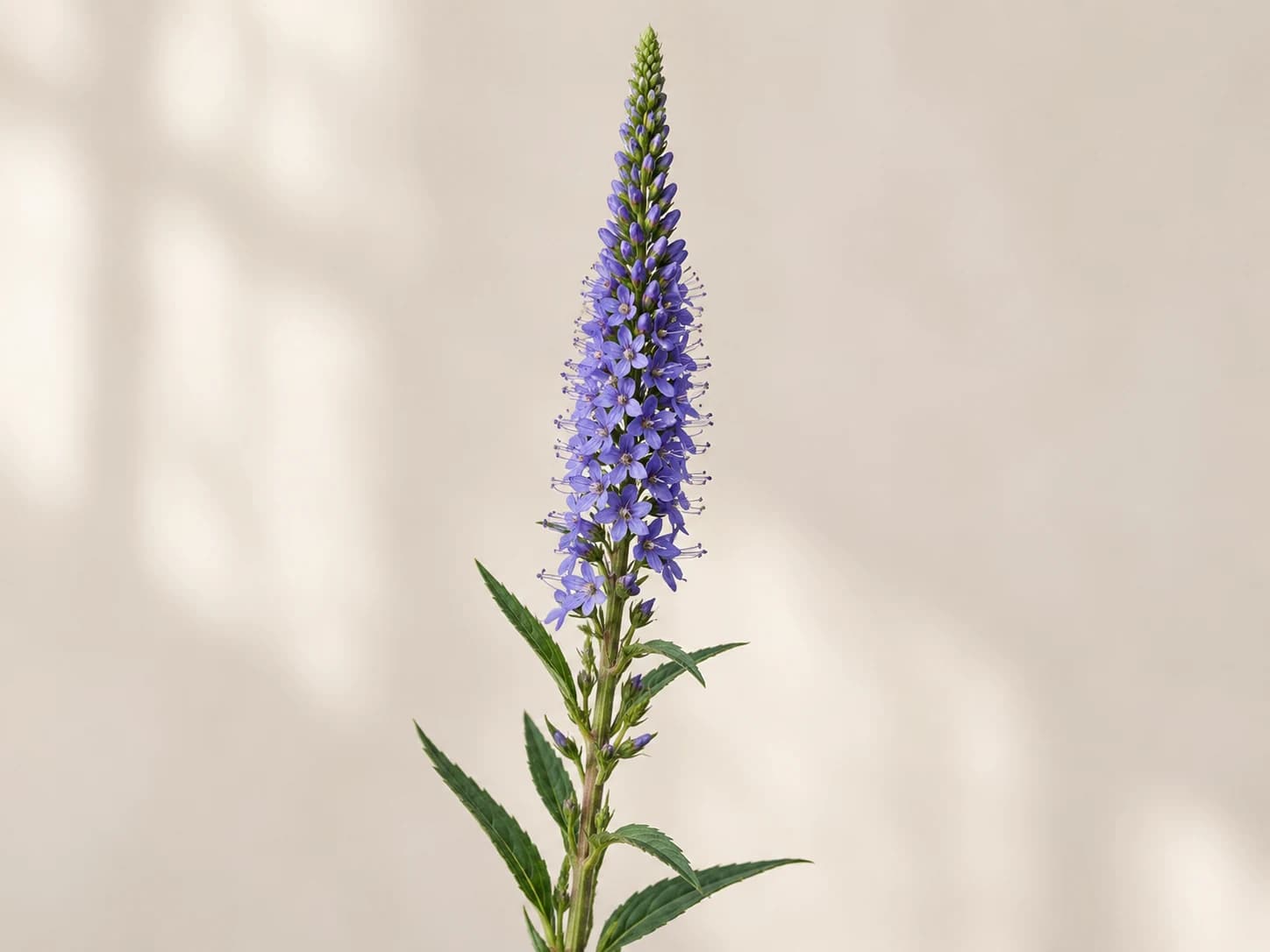 Verónica con racimo fino de flores azul violáceo