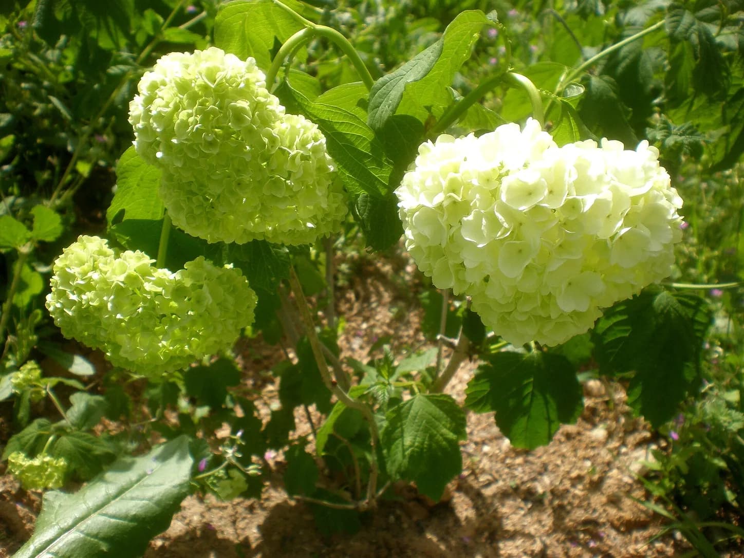 Cabezas globosas verde y blanco de Viburnum opulus Roseum