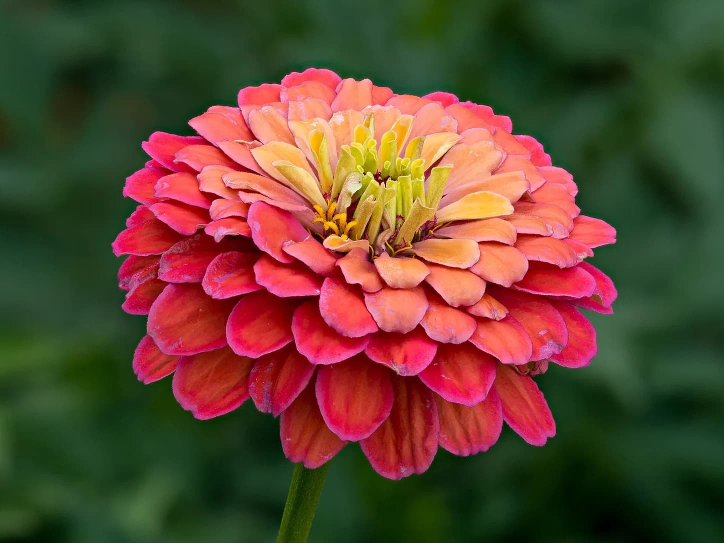 Zinnia coral de pétalos superpuestos en primer plano